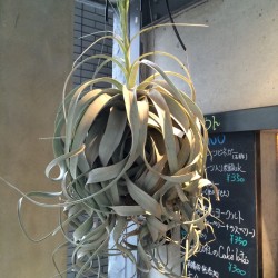 CARRERAグリーンPart①